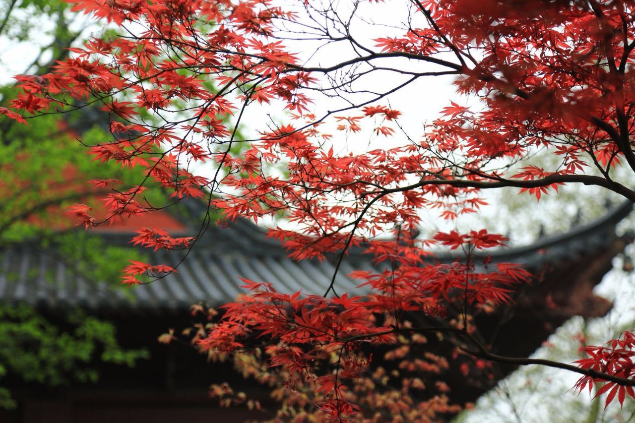 春天有一种红,叫南京栖霞山