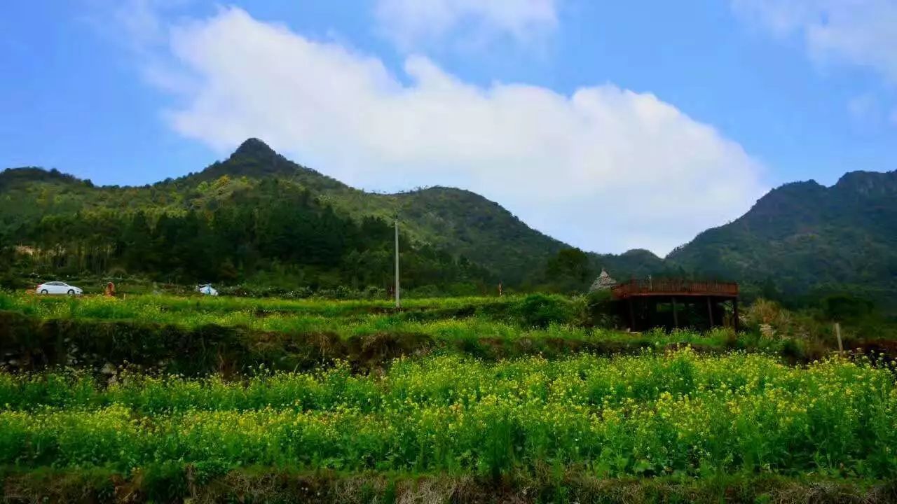 來到白石村最引人入勝的就是村裡的仙峰稻穀,野菊花從山腰開至山腳