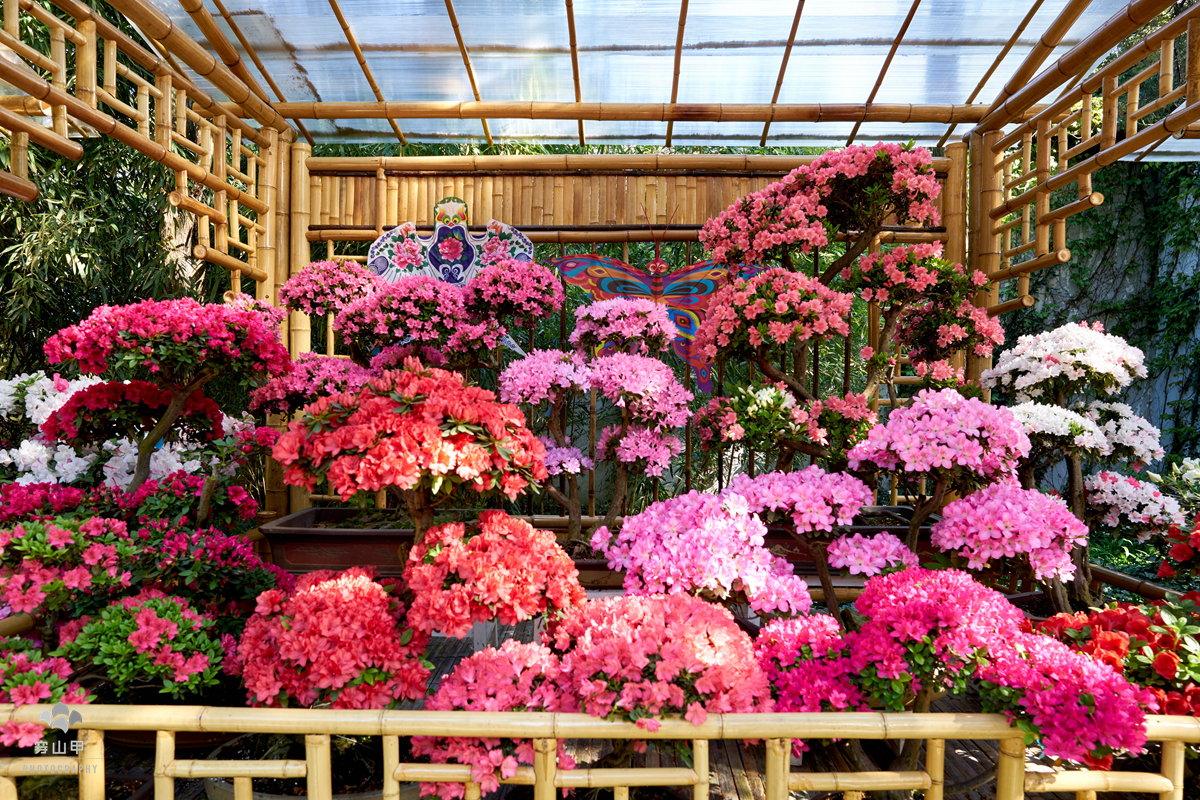 四月芳菲,無錫錫惠公園杜鵑花盛開,讓這個春天