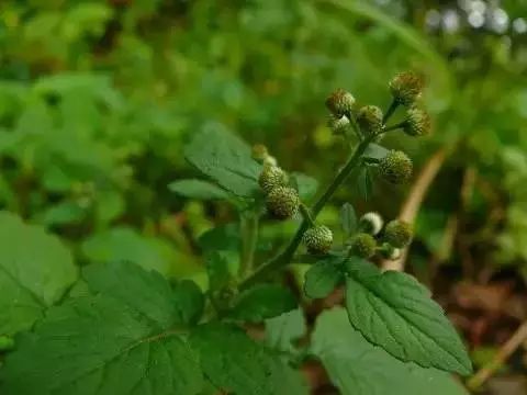 把各類野花野菜做成餐桌上的美味佳餚,並且很多鮮花,野菜具有不同功效