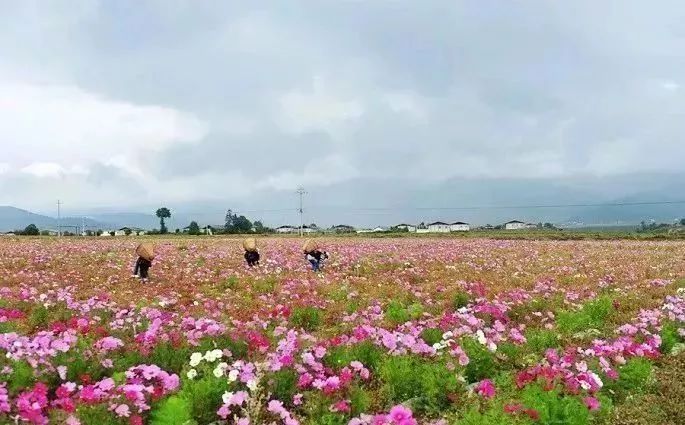 雲南人鮮花和野菜正當時你把春天吃進去了嗎