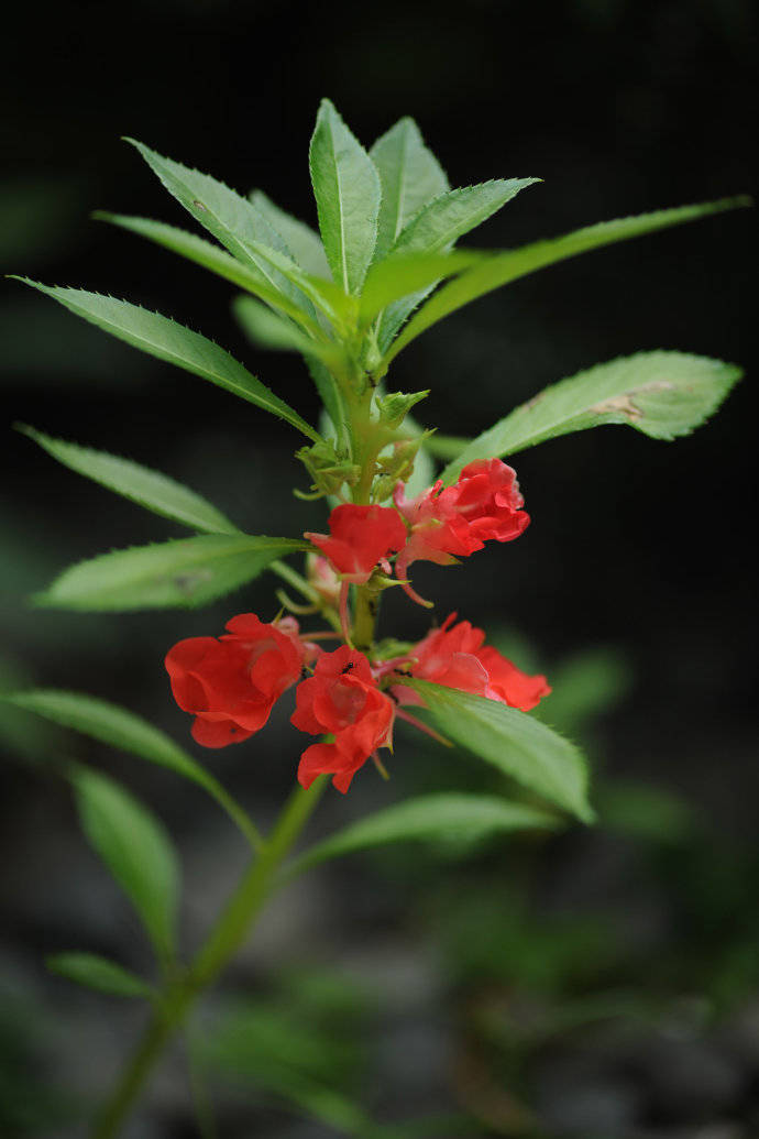 鳳仙花,脫葉,又掉花,真是