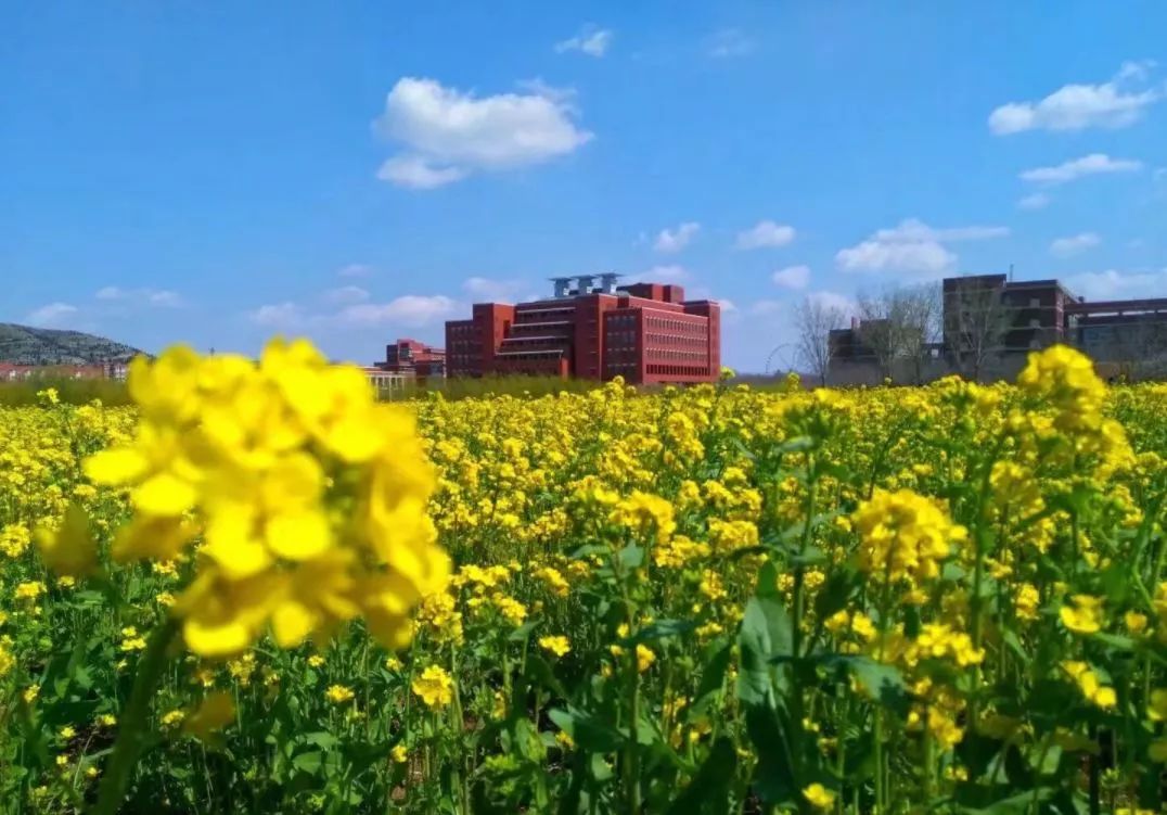 山东交通学院 油菜花图片