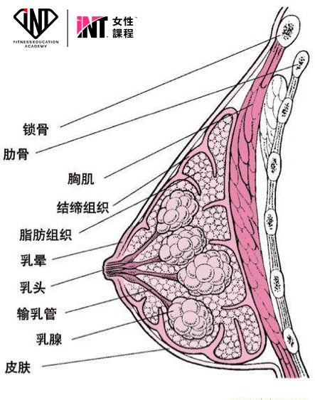 首先,我们要了解乳房的构造(如图)