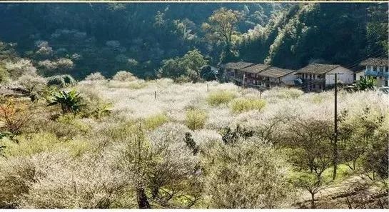 高峰村