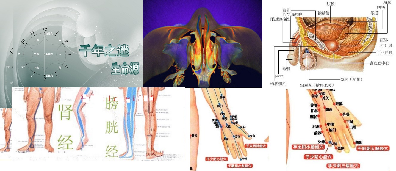 血管,经络疏通,脏腑调和的状态下,激活生命之源,促进腺体(特别是性腺
