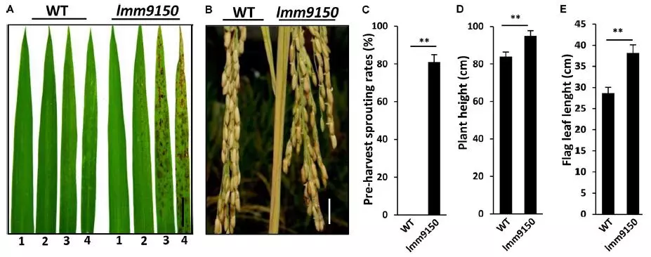 figure 1 | phenotypic characterizations of lmm9150 mutant.