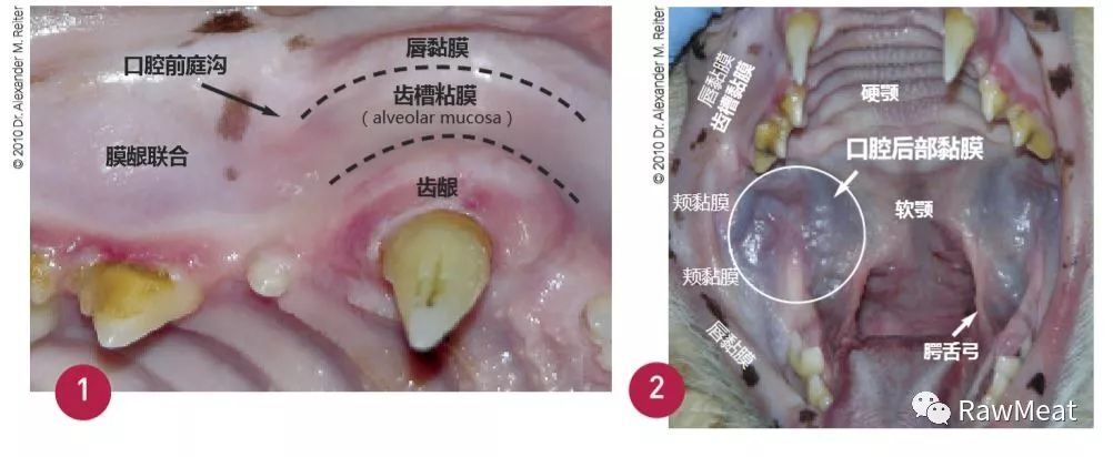 来看图吧!齿槽黏膜?腭舌弓?你在说啥?二者满足其一即是口炎