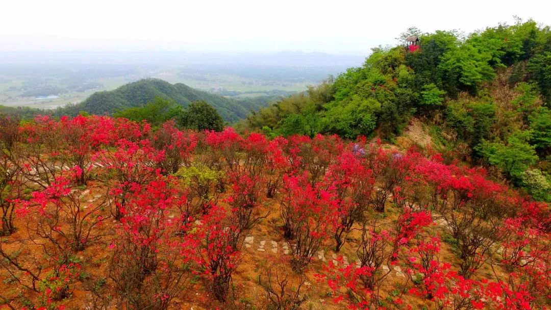 金鳳山的映山紅盛裝開放,如此美豔!