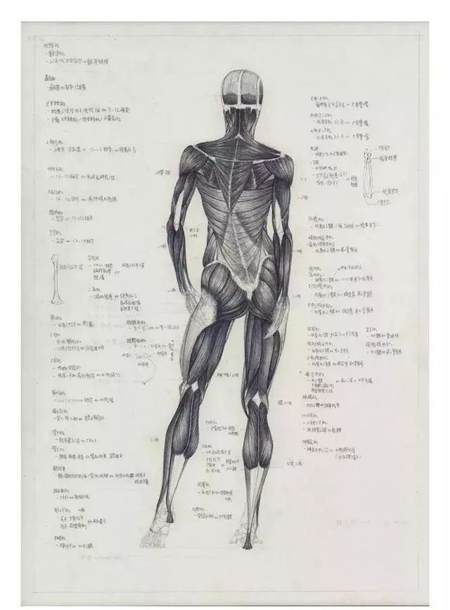 钟老师的素描笔记对于人物画的钟爱,让他认真钻研了艺用解剖,并对人体