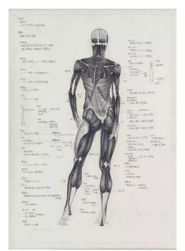 人骨图片全身素描图片