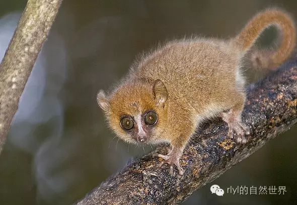 延伸閱讀:毛耳鼠狐猴(hairy-eared dwarf lemur)叉斑鼠狐猴(masoala