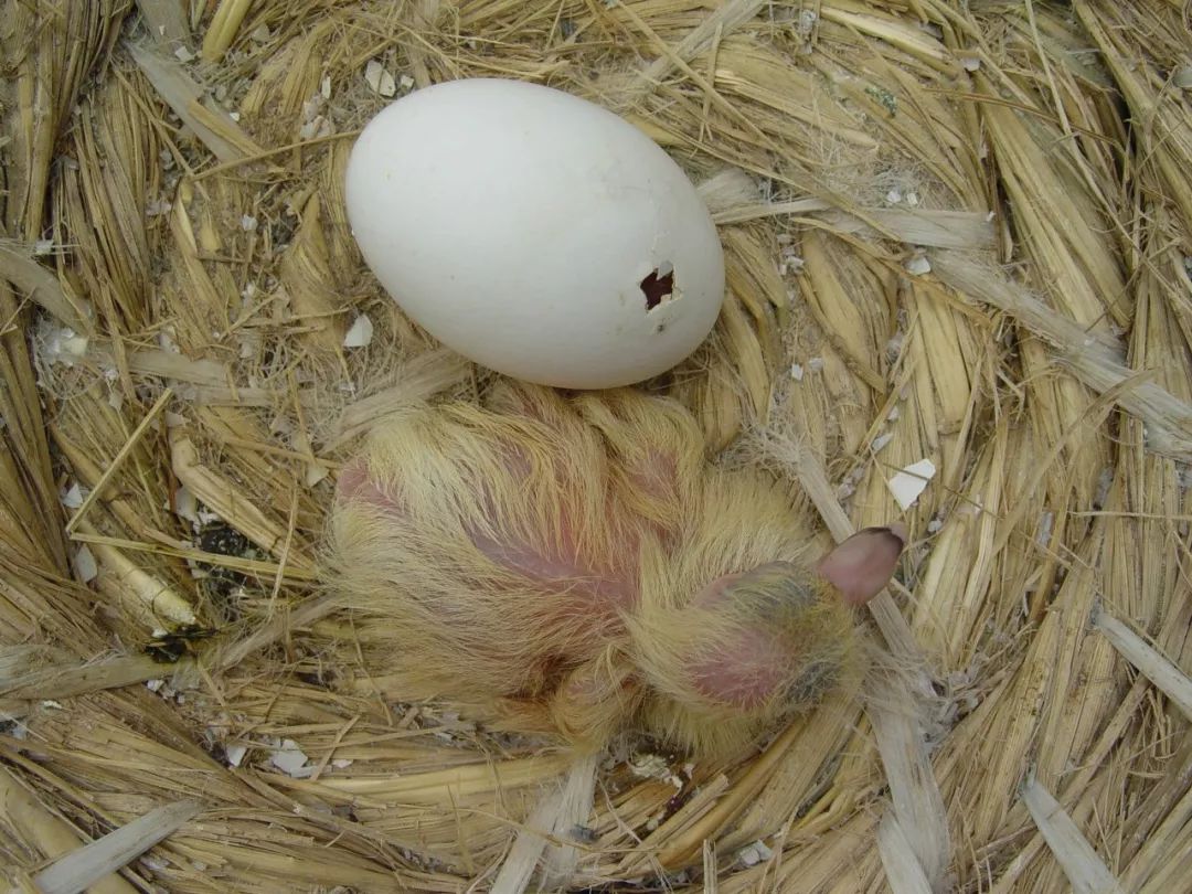 蛋齿雌鸽孵化的性能鸽的孵化责任性有强有弱,雌鸽一般责任性都较强