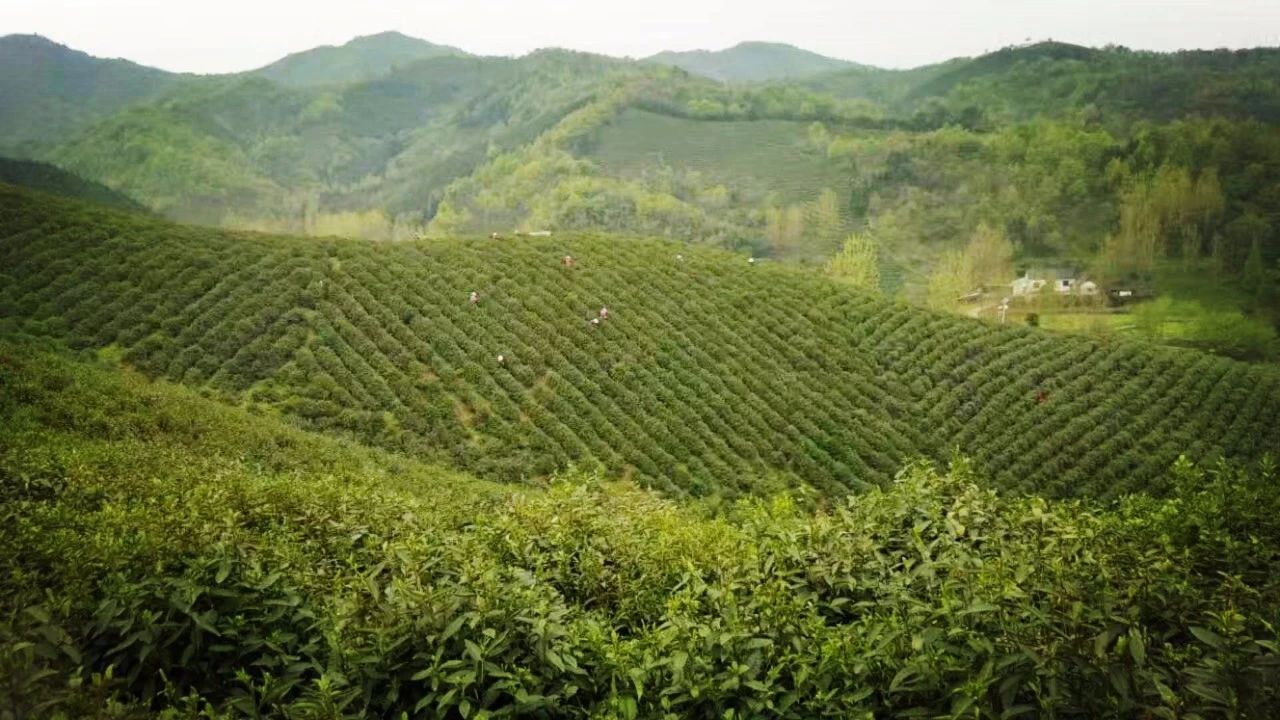 信阳采茶正当时!品毛尖,赏美景,享美食,玩转整个春天!