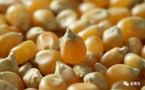 【爱惠农】保证秋天能丰收的玉米种子应该具备哪些特点