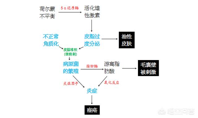 雄性激素分泌图片