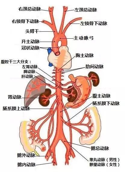 髂总动脉分支解剖图图片
