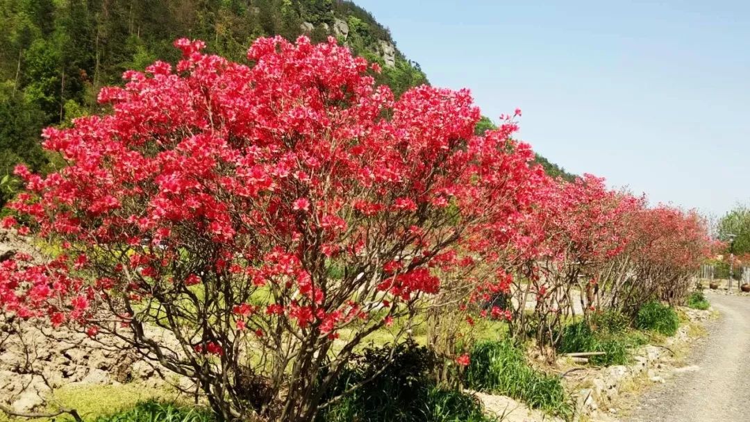 四月,正是柴爿花(映山紅)開滿山的季節.