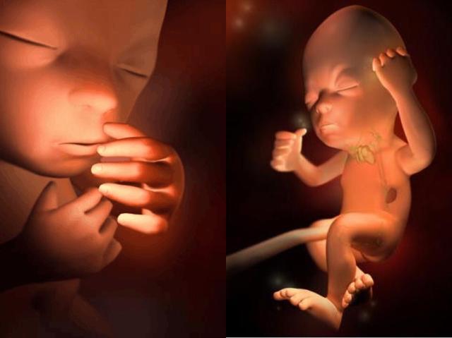 孕23周胎儿的嘴唇,眉毛,眼睫毛会更清晰,视网膜已经形成,还有微弱的
