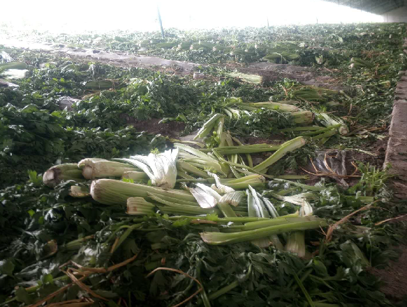 7000余吨西芹滞销 种植户发愁 不想眼睁睁烂地里