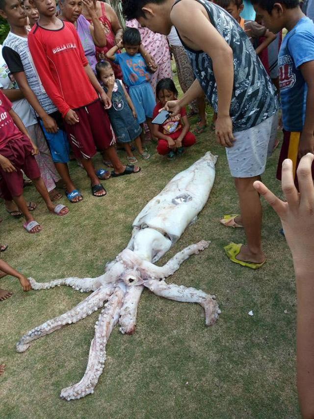 一位渔民捕获到了一只巨型鱿鱼,这条鱿鱼是菲律宾已知的最大的鱿鱼,体