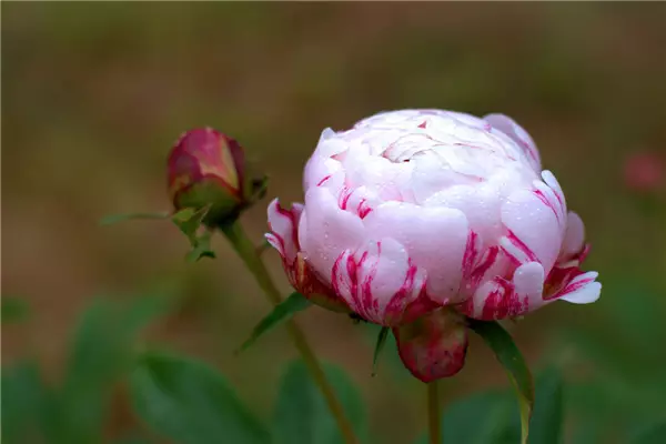 【五月花神】芍药的常见品种(图片欣赏)