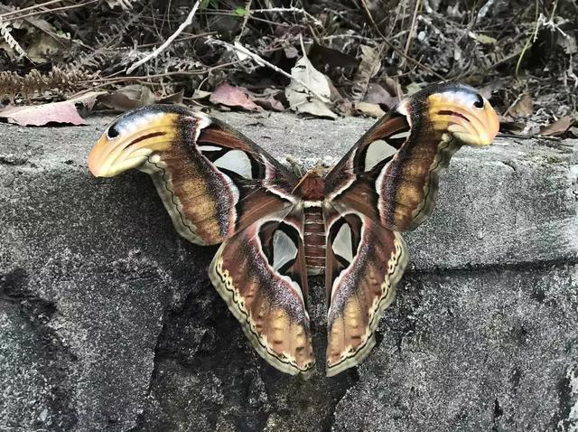 世界上十大恐怖的蝴蝶图片