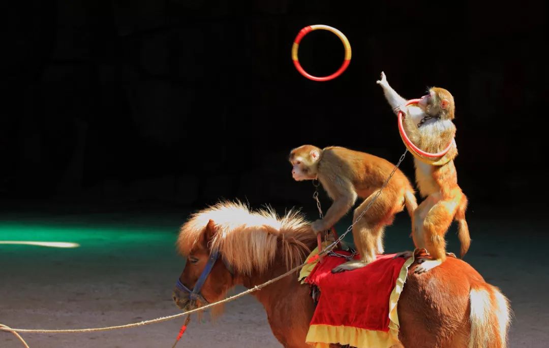 马戏表演骑狮子图片