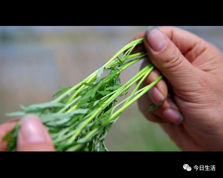 人間至味淮揚菜第二季1蔞蒿滿地蘆芽短正是河豚欲上時