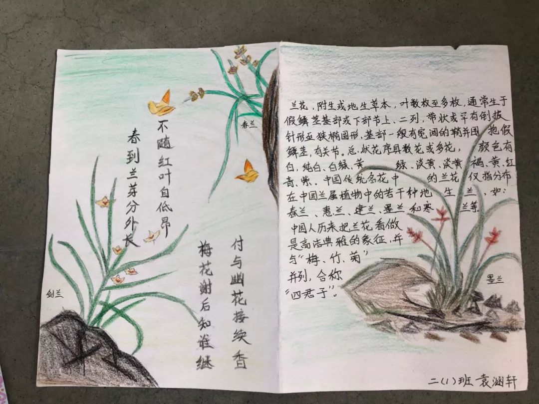 小学生制作兰花名片图片