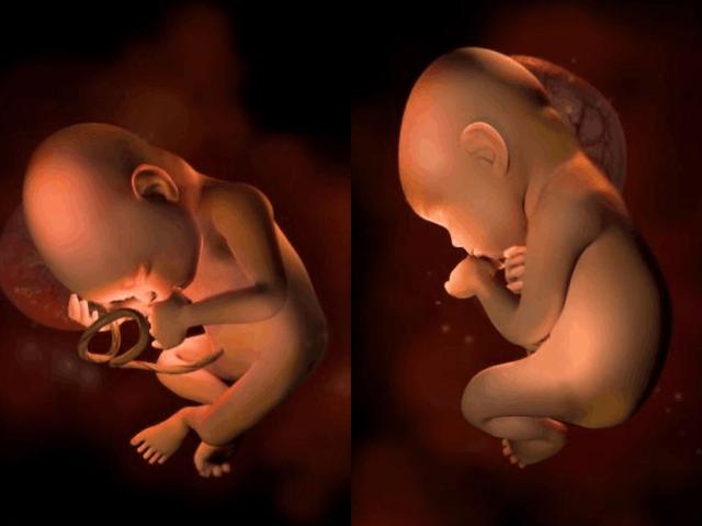 原来胎儿在妈妈肚子里是这样一点一点长大的!好神奇!