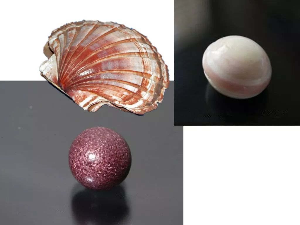 美乐珠melo pearl,大赤旋螺珍珠trapezium horse conch,帝王唐冠螺