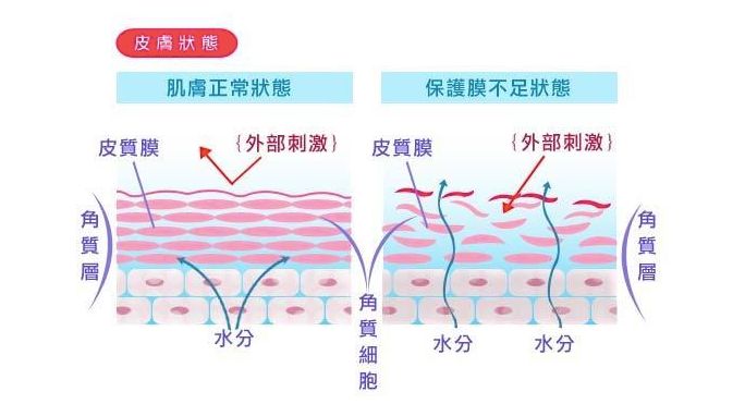 (原本排列整齊的角質層,在收到破壞之後會產生縫隙,外部的刺激源就很