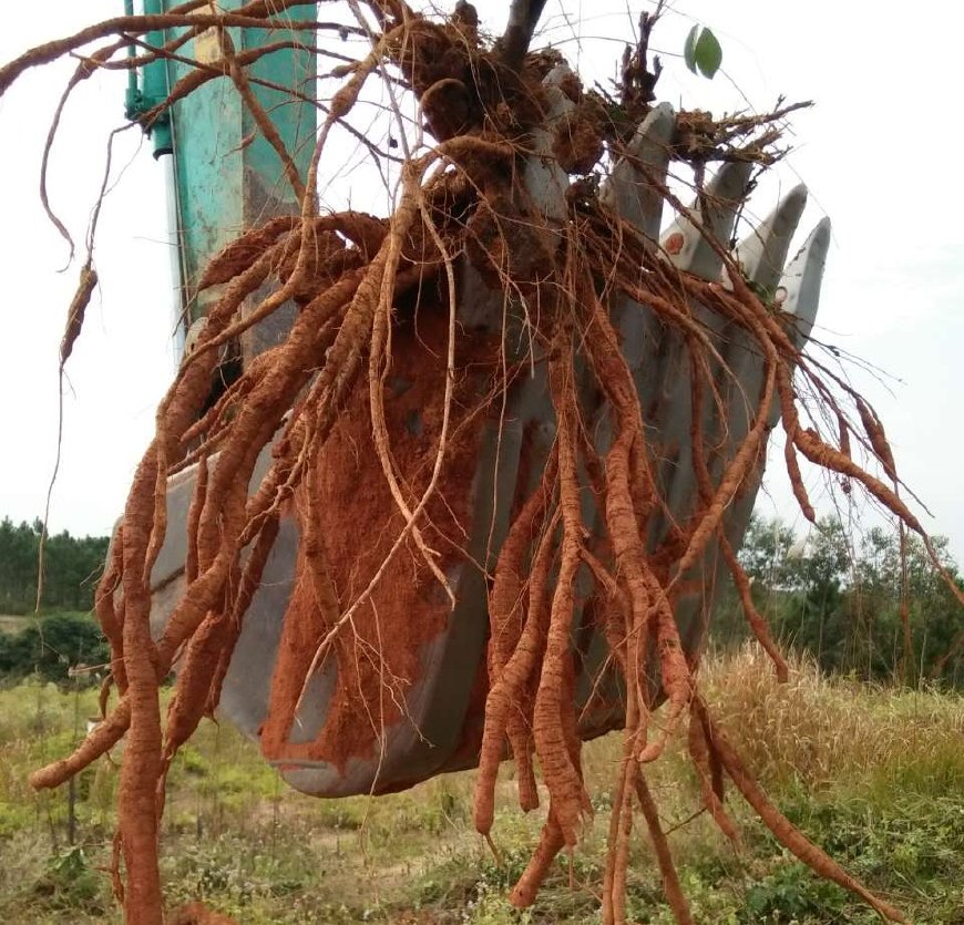 山裡這種樹根似紅薯,人稱