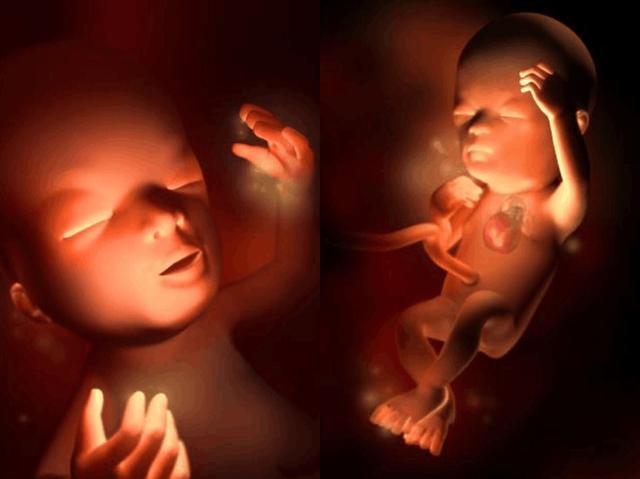 孕11周胎儿会长到45~63毫米,这个时候生殖器开始发育,胎儿的手指甲