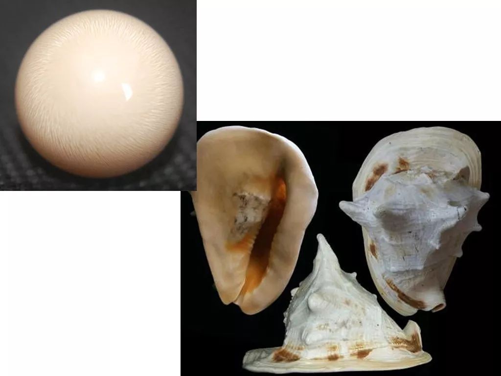 帝王唐冠螺珍珠cassis cornuta,猩猩海菊蛤珍珠spondylus pearl,先来