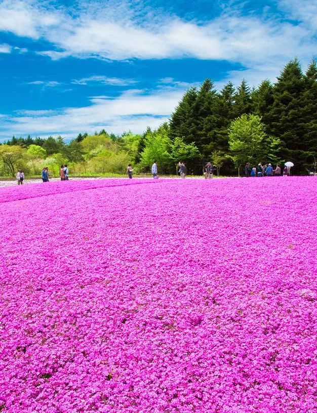 江南诞生世界最大芝樱花海,规模是日本两倍,清明节后去吃鲜掉舌头的