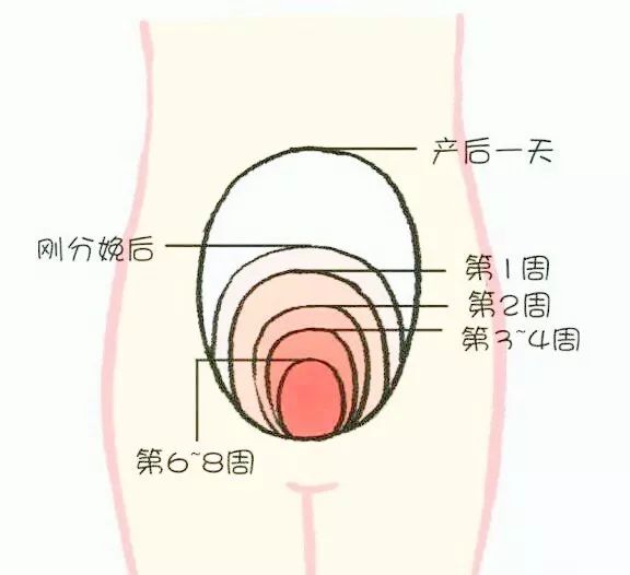 产后子宫恢复位置图图片