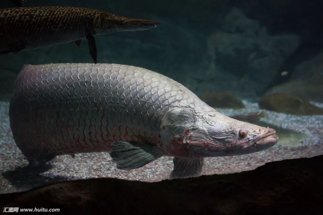 每天认识一种鱼203丨巨骨舌鱼热带雨林的王者