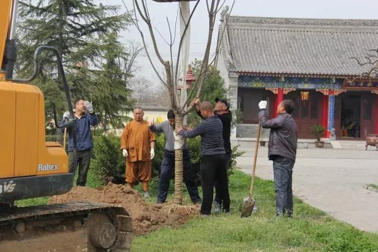 渭南大觉寺的春天致力植树护生建设生态寺院