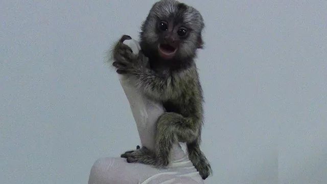 狨猴是一種雜食性動物,花果,樹膠,昆蟲,甚至一些小型脊椎動物和爬行