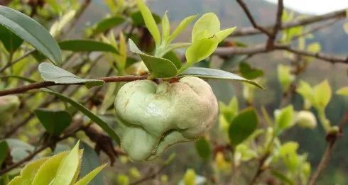 这种野果也是茶树上结的除了茶片,还有茶苞哦非常的清香爽口带着茶叶