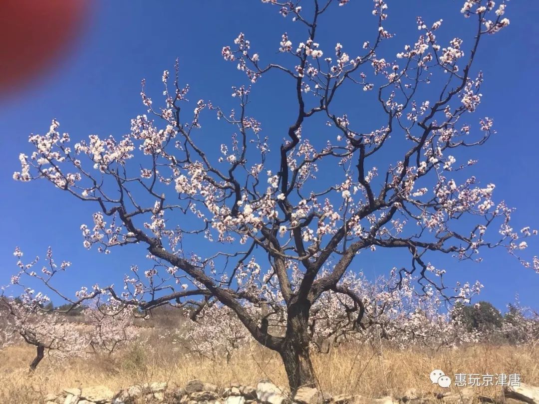 桃花山景區廟會期間20元看桃花逛廟爬山踏青