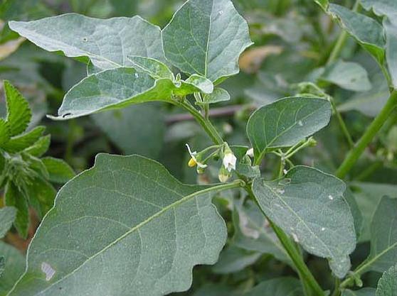 它叫做龍葵又叫白花菜,又名百花菜,因其果實黑圓,又稱