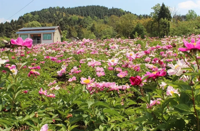 中江玉兴镇芍药花地址图片