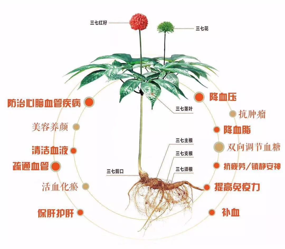 吃三七有什么好处哪个年龄段开始吃