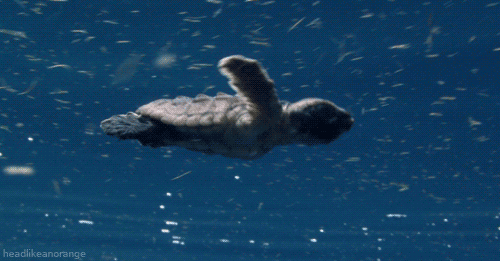 海龟gif图片