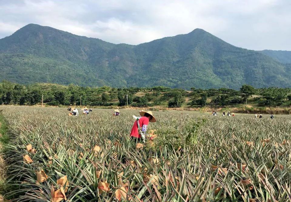 台湾凤梨 种植图片