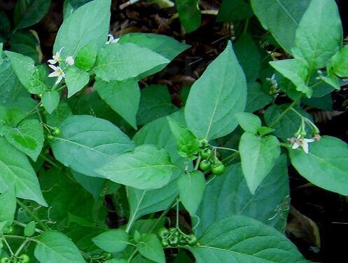 野菜百花草图片