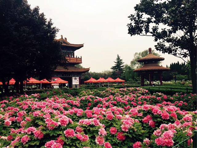 洛阳中国国花园牡丹花开成海,这里是国内最大牡丹观赏园